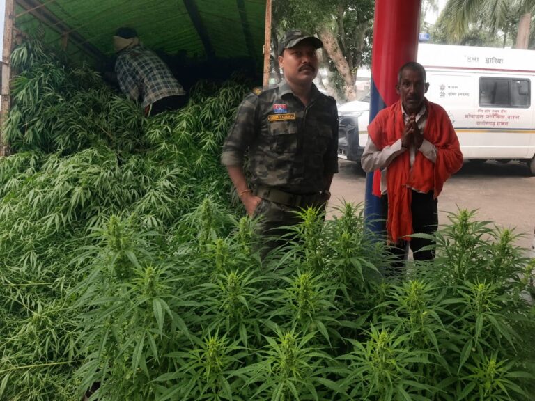 बैकुंठपुर कोतवाली थाना क्षेत्र के सत्तीपारा में 75 गांजा के पौधे जब्त……किसान की खेत में कार्यवाई और वाहवाही आसान जबकि गांजा कारोबारियों पर कार्रवाई का इंतजार