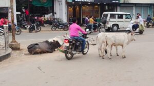 सड़कों पर मवेशियों का डेरा, चोट खा रहे राहगीर
